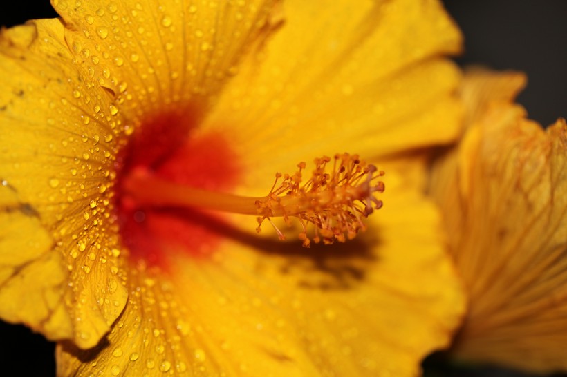 木槿花特写图片