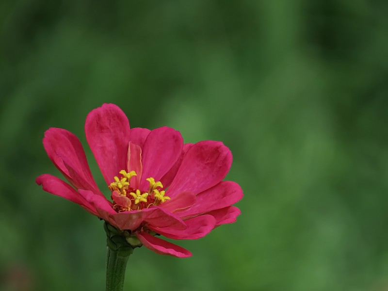 百日草花卉圖片