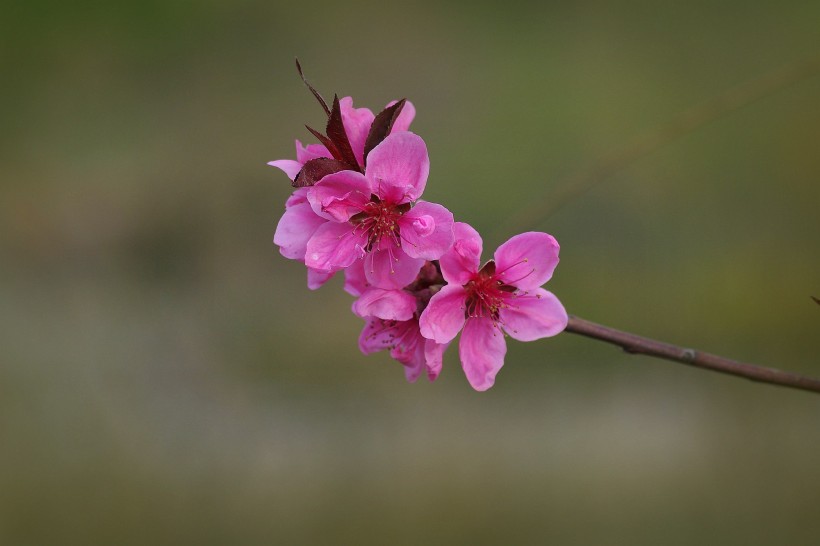 艷麗桃花圖片