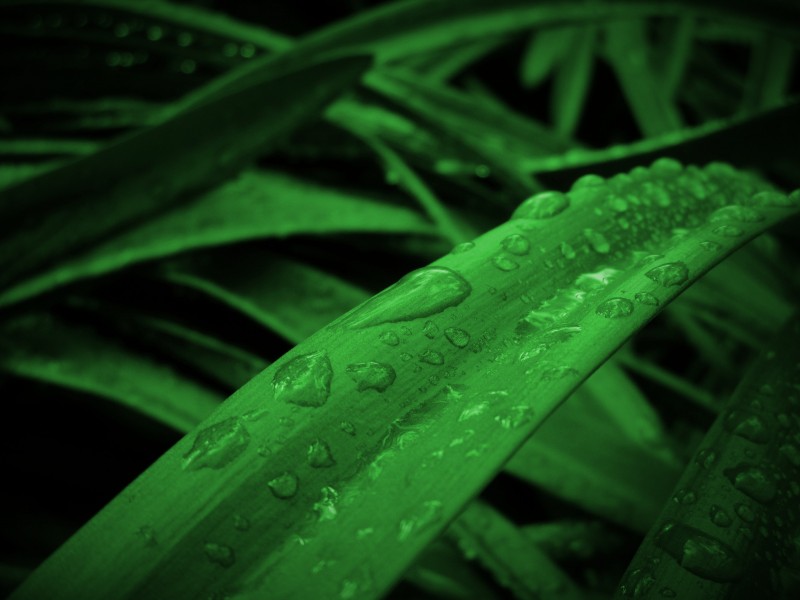 被雨水打湿的叶子图片