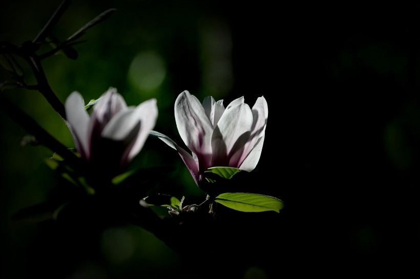 春天怒放的鲜花图片