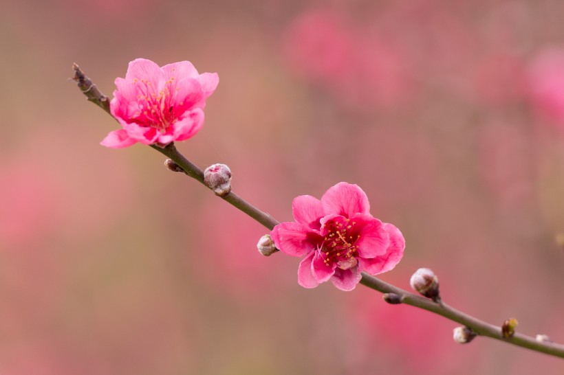 嬌艷粉色的桃花圖片