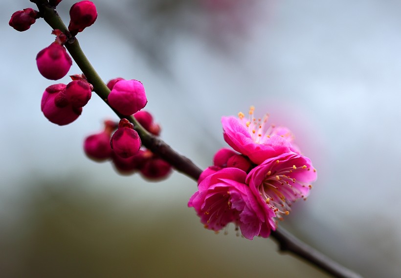 春天鲜艳的梅花图片