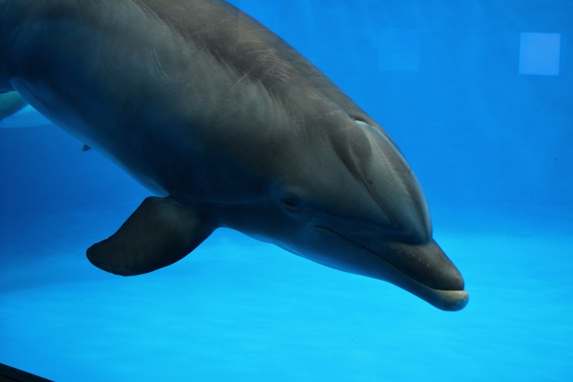 人类乖巧可爱的朋友海豚图片