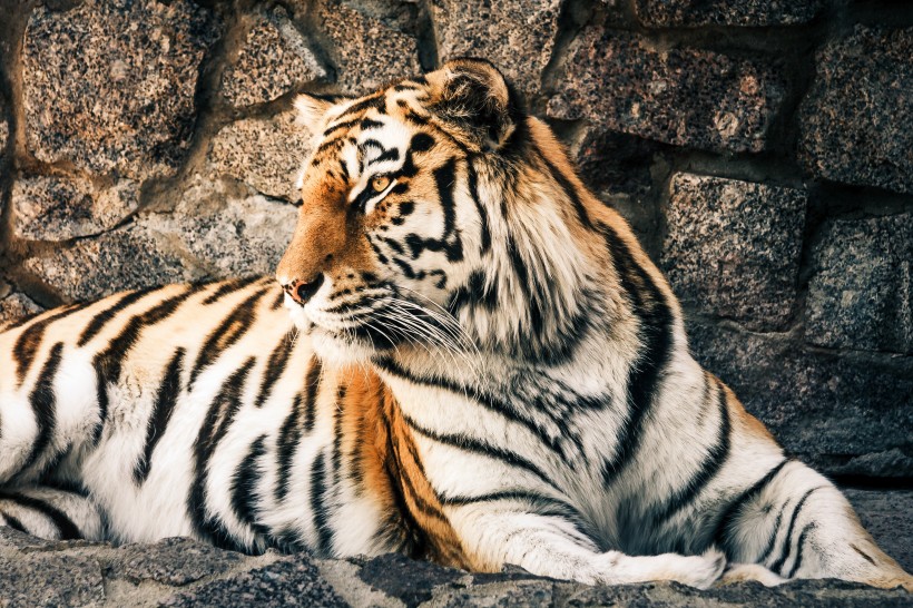 威武凶猛的百兽之王老虎图片