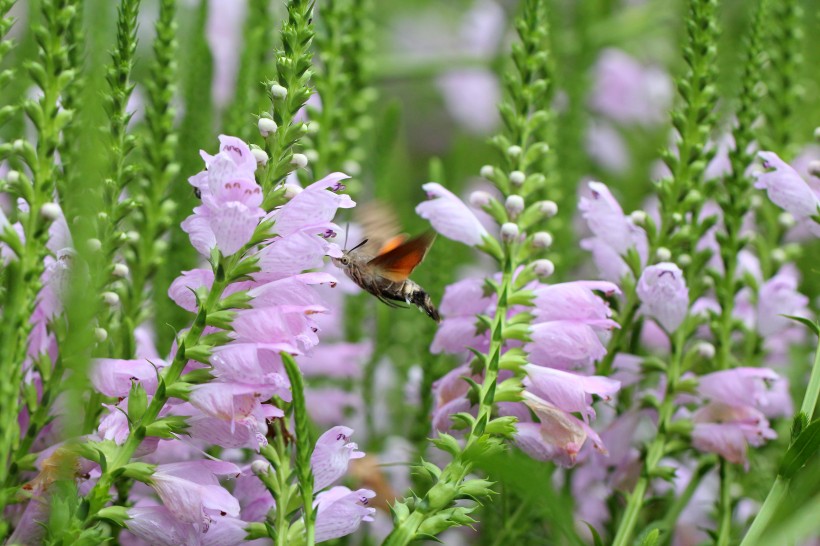 蜂鳥鷹蛾圖片