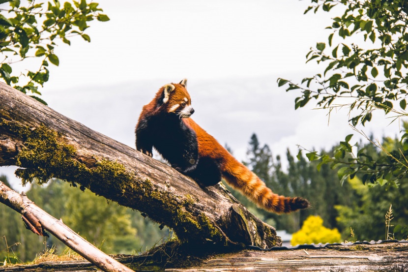 性情温和的小熊猫图片