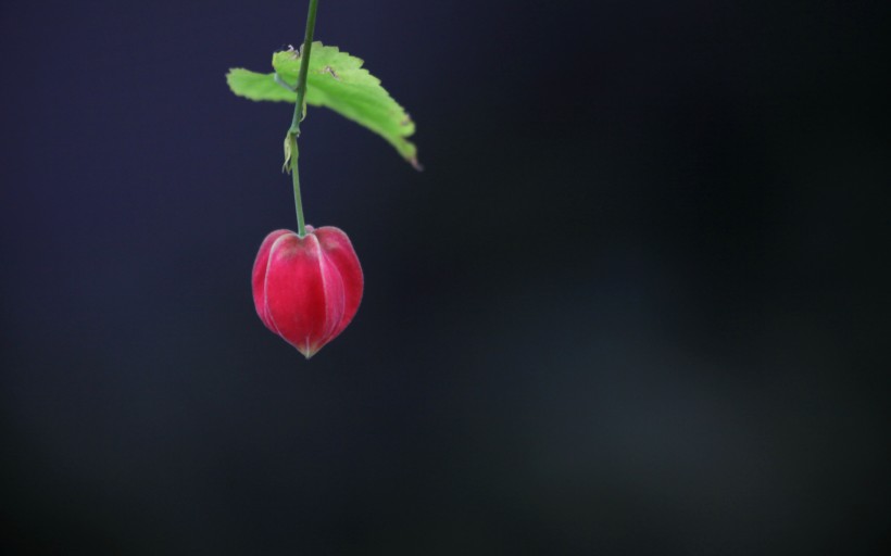 紅色的燈籠花圖片