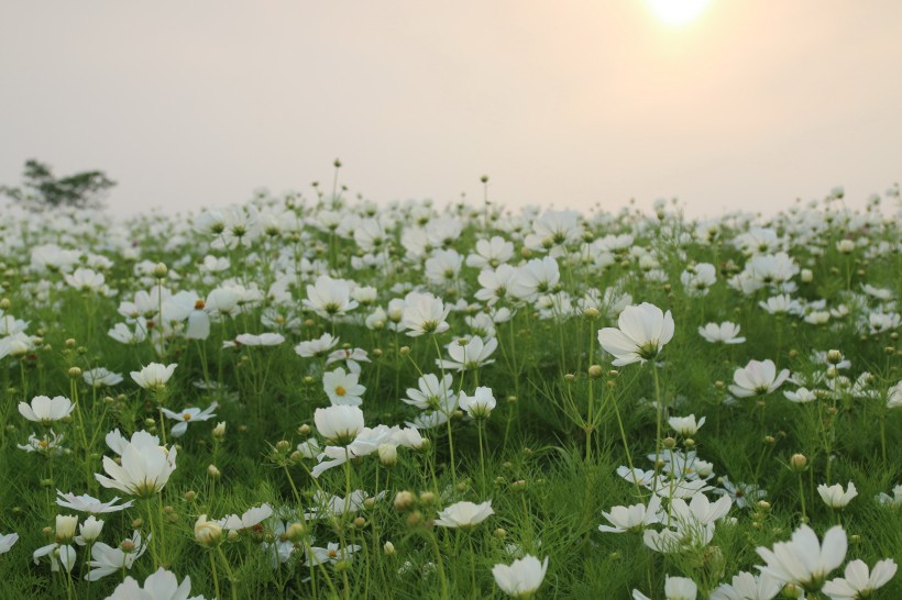 波斯菊图片