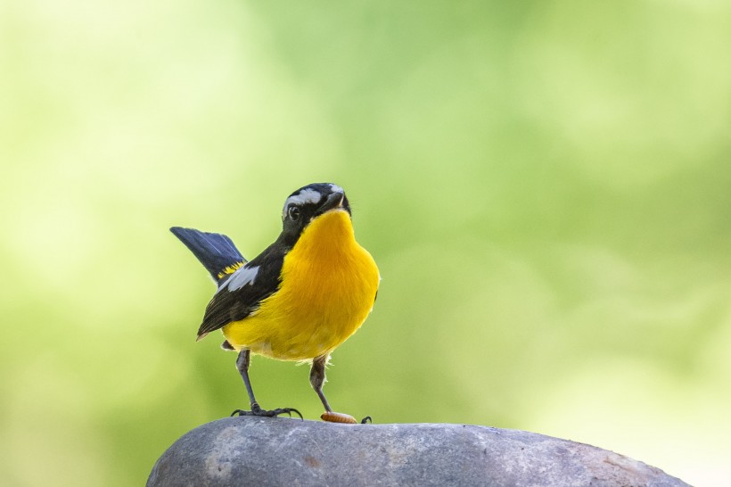 白眉姬鹟鳥類圖片