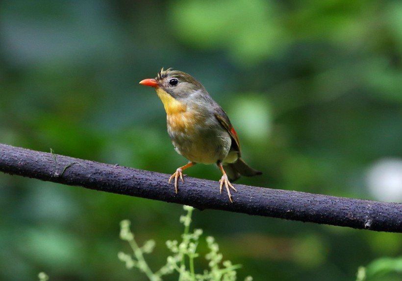 紅嘴相思鳥圖片