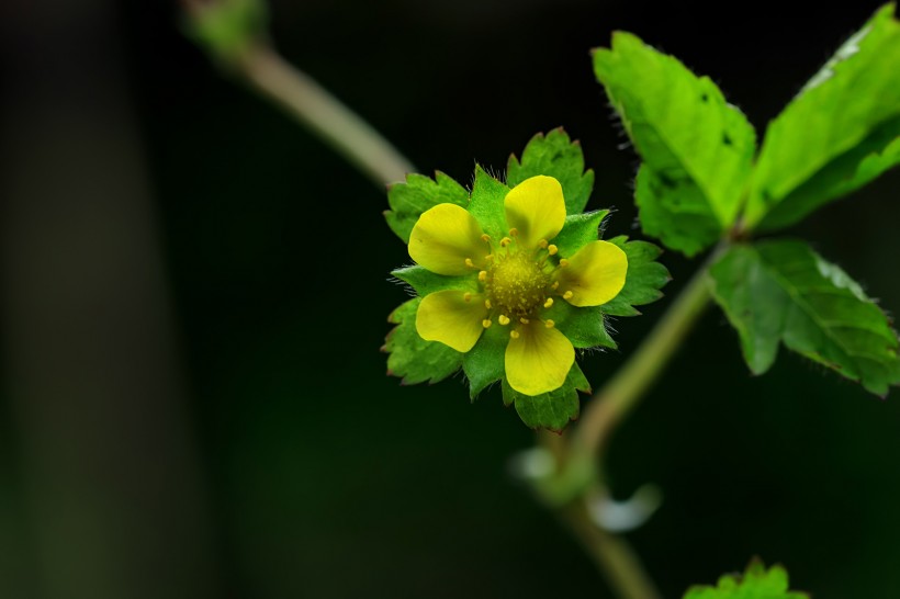 蛇莓花图片