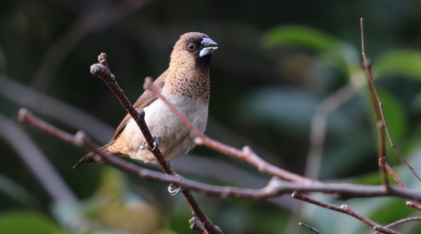 白腰文鳥圖片