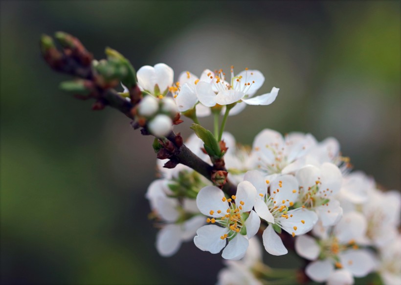 香氣撲鼻的白梅花圖片