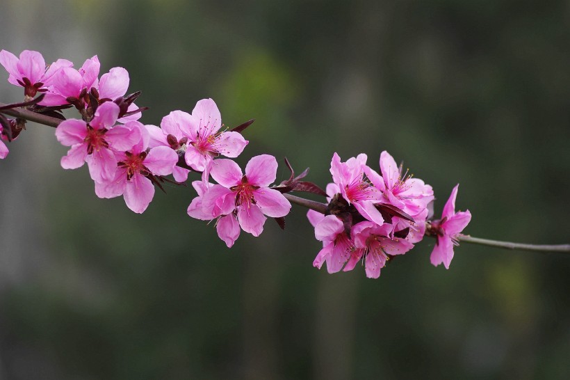 艳丽桃花图片