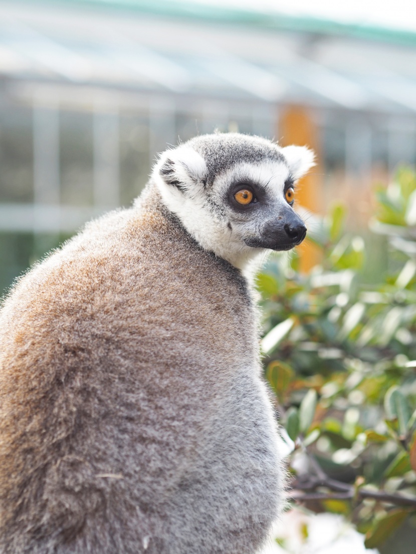 動物園里的環(huán)尾狐猴圖片