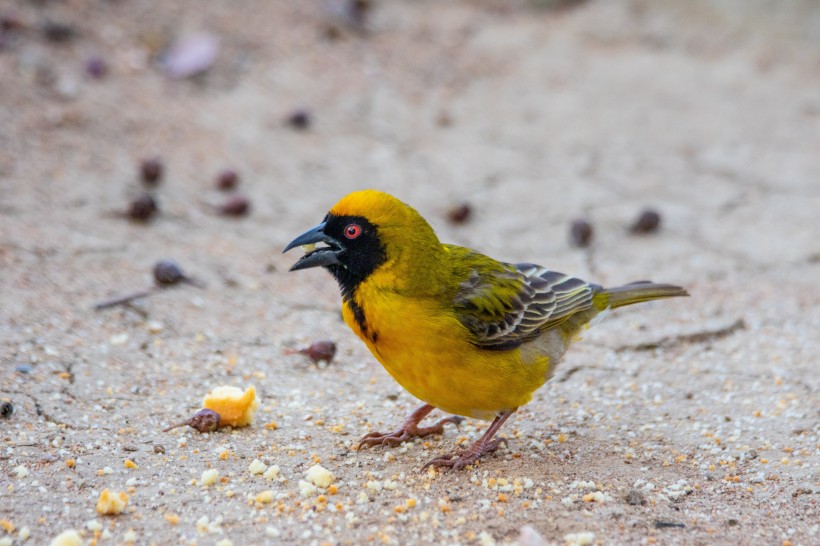 黄色的织巢鸟图片