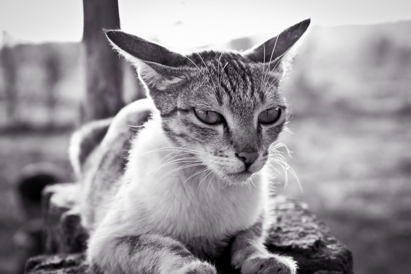 趴在地上的猫咪图片