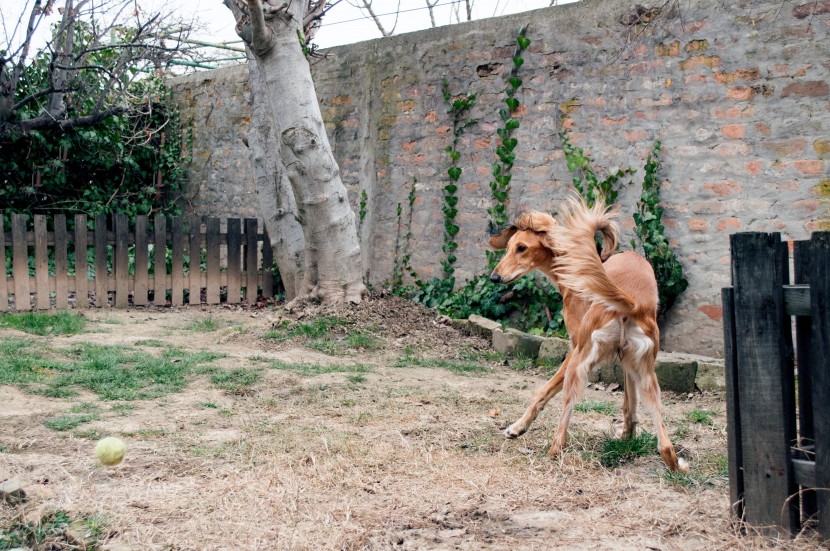 优雅敏捷的东非猎犬图片