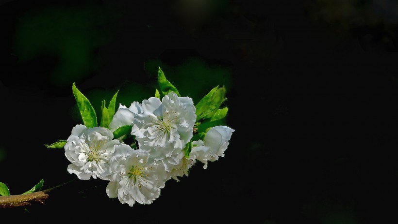 桃花圖片