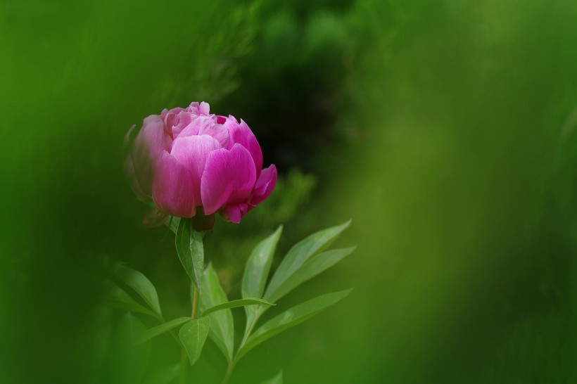 芍藥花圖片