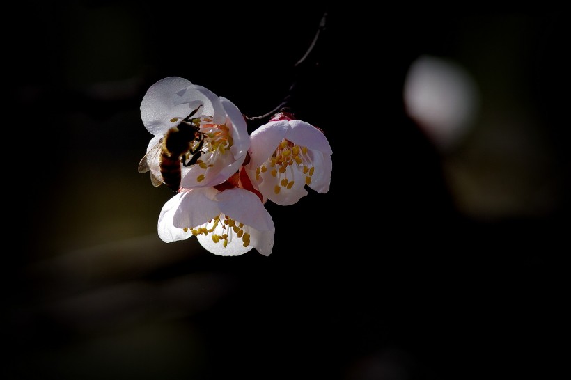 杏花圖片