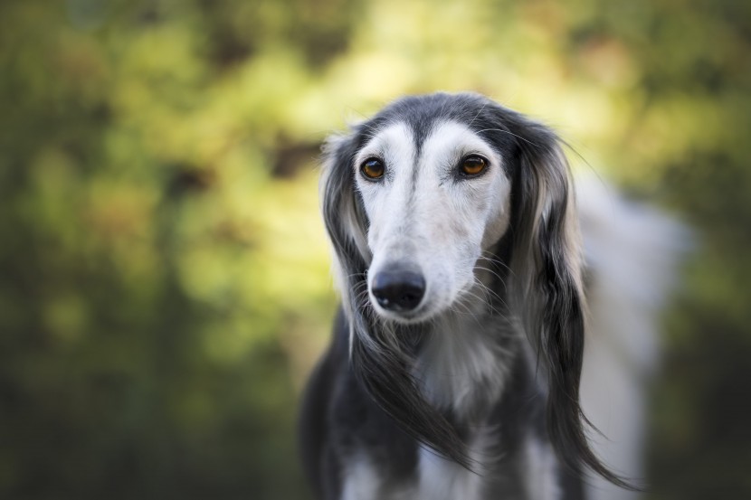 優(yōu)雅敏捷的東非獵犬圖片