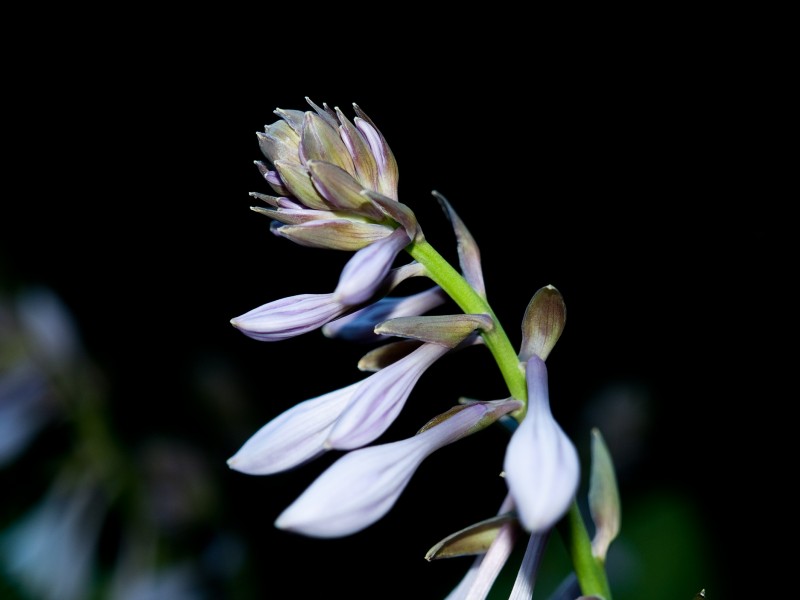 玉簪花圖片