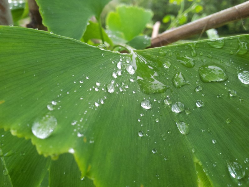 葉子上的水滴圖片