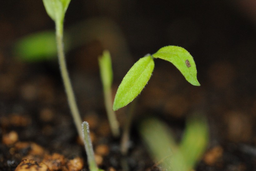 番茄種子發(fā)芽圖片