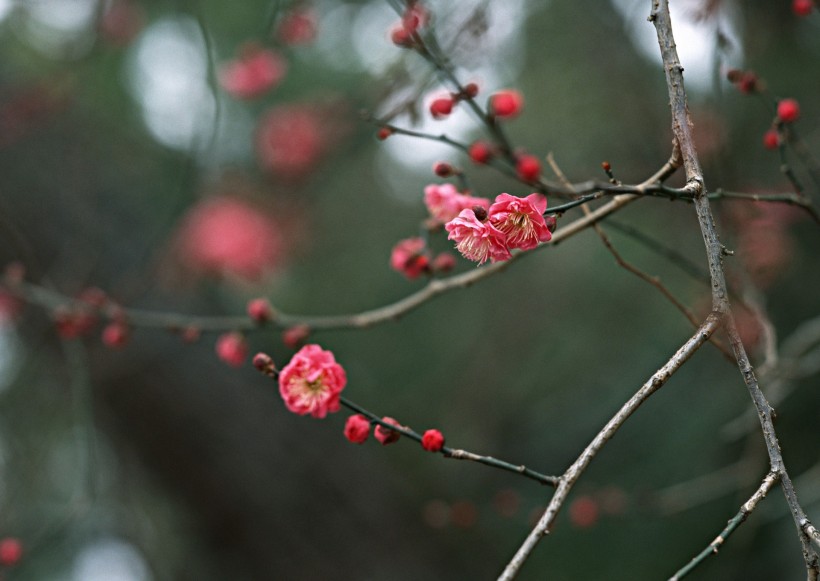 日本節(jié)日圖片