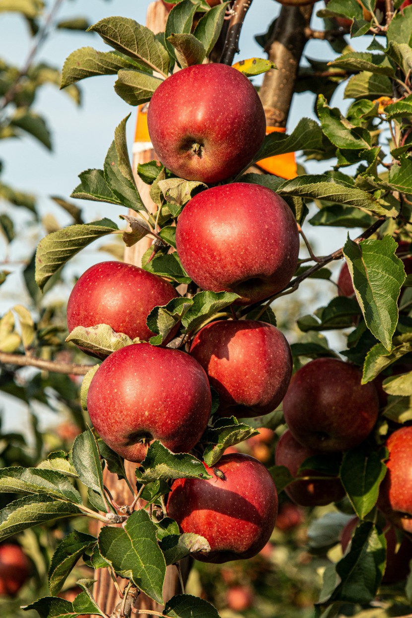 掛在樹枝上的紅蘋果圖片