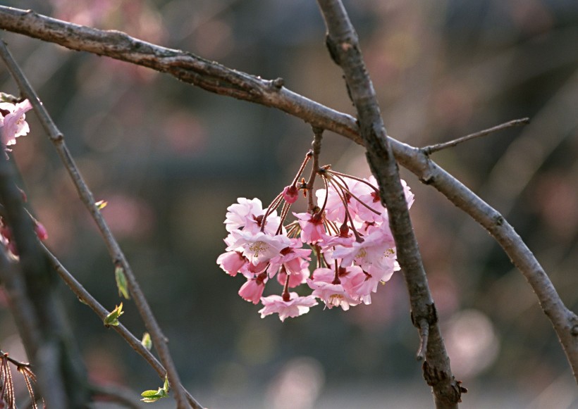 日本節(jié)日圖片