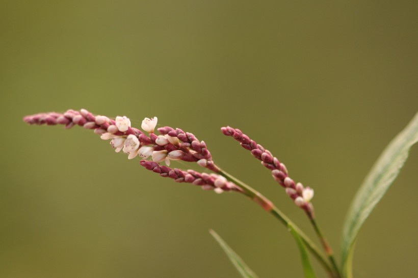 藝術(shù)花卉攝影圖片