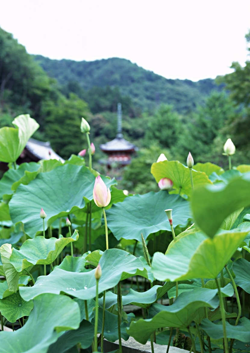 日本節(jié)日?qǐng)D片