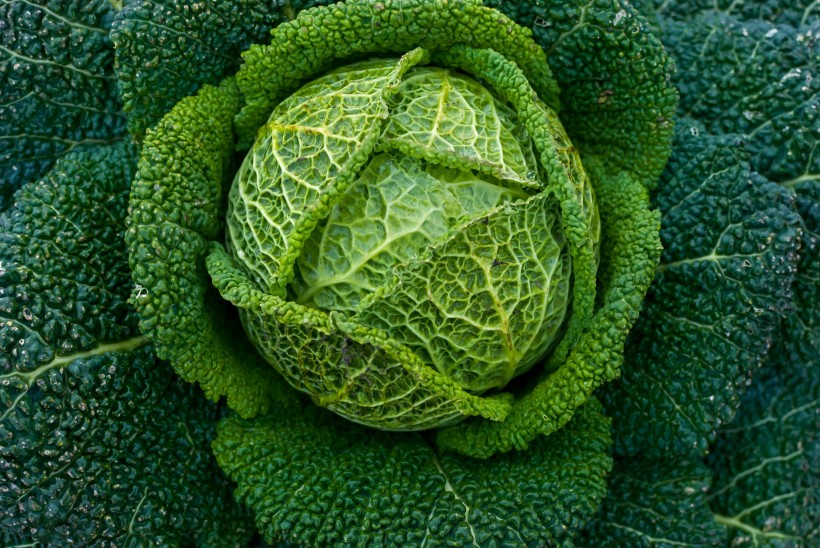 营养嫩绿的卷心菜图片