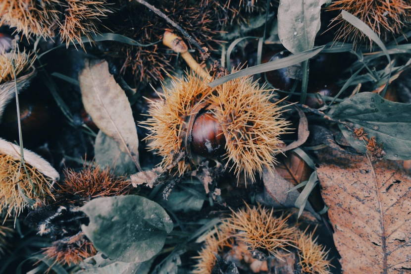 新鮮油亮的板栗圖片