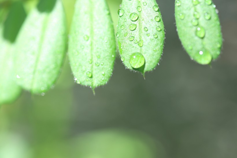 綠葉上的水滴圖片