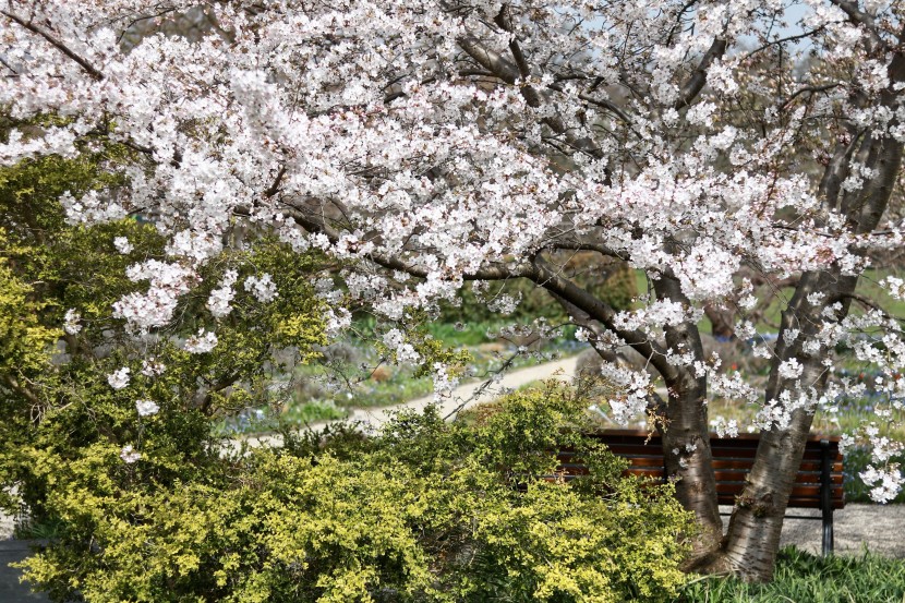 落寞的公園長椅圖片