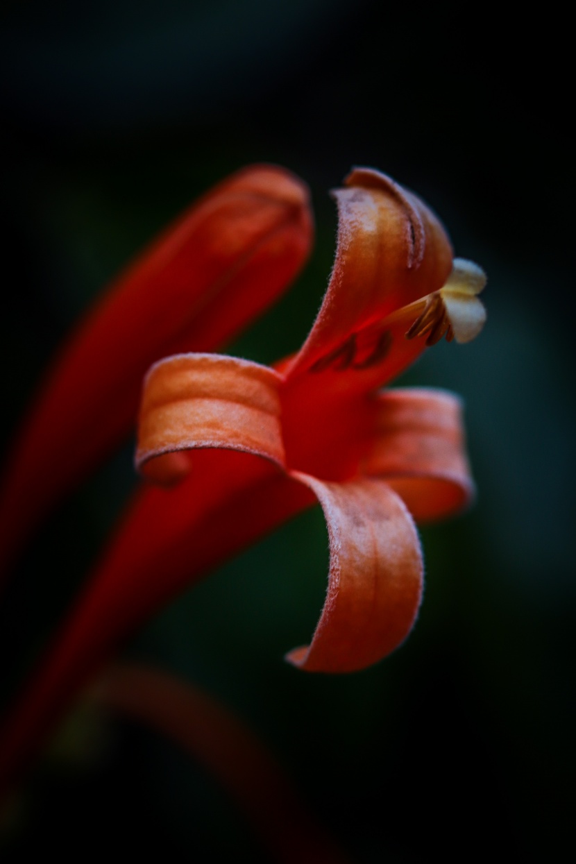 藝術(shù)花卉攝影圖片