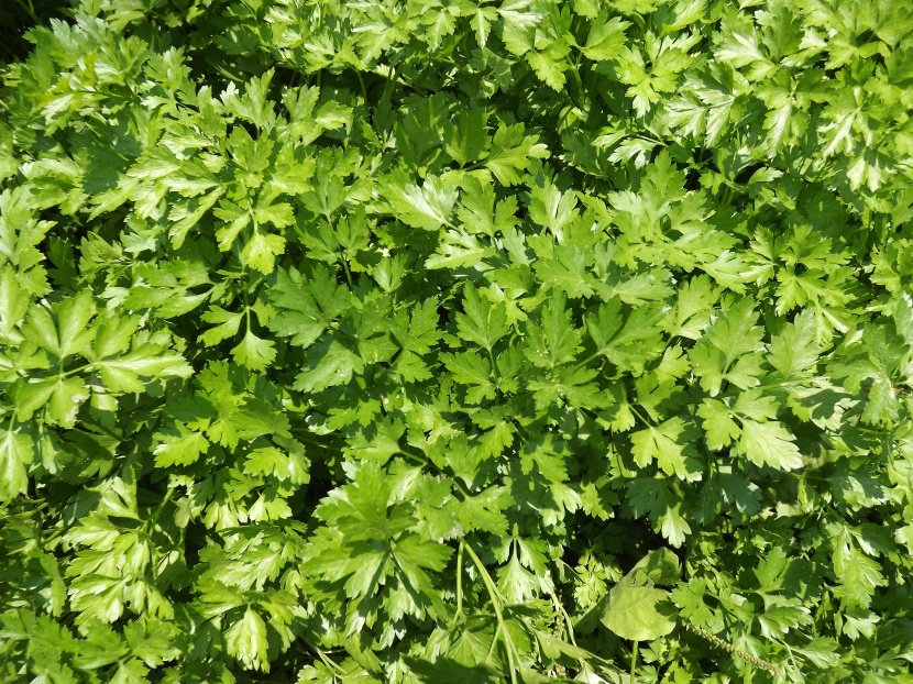 新鲜嫩绿的香芹图片