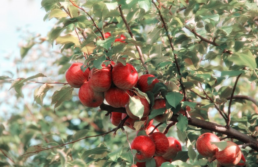 掛在樹(shù)枝上的紅蘋(píng)果圖片