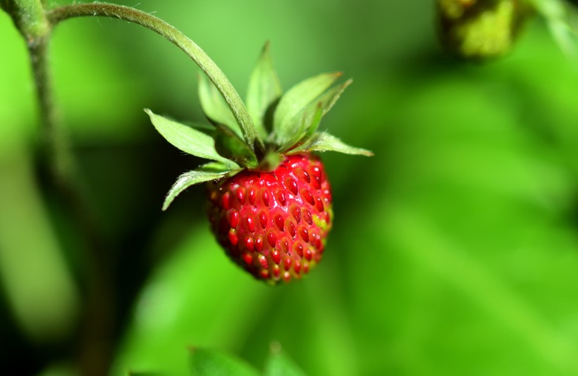 森林中鲜红的野草莓图片