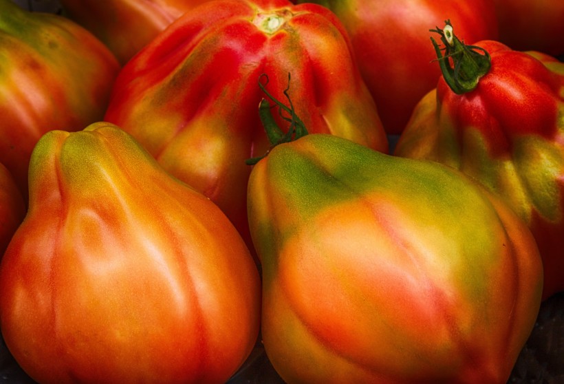 营养丰富的红色番茄图片