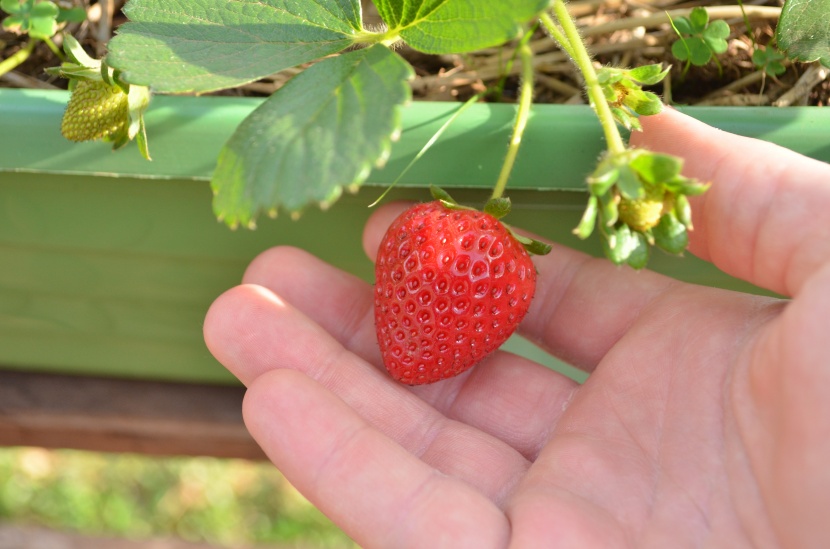 农场新鲜草莓图片