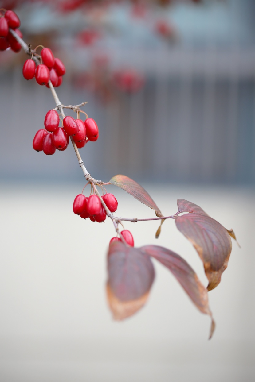 色如玛瑙的茱萸果实图片