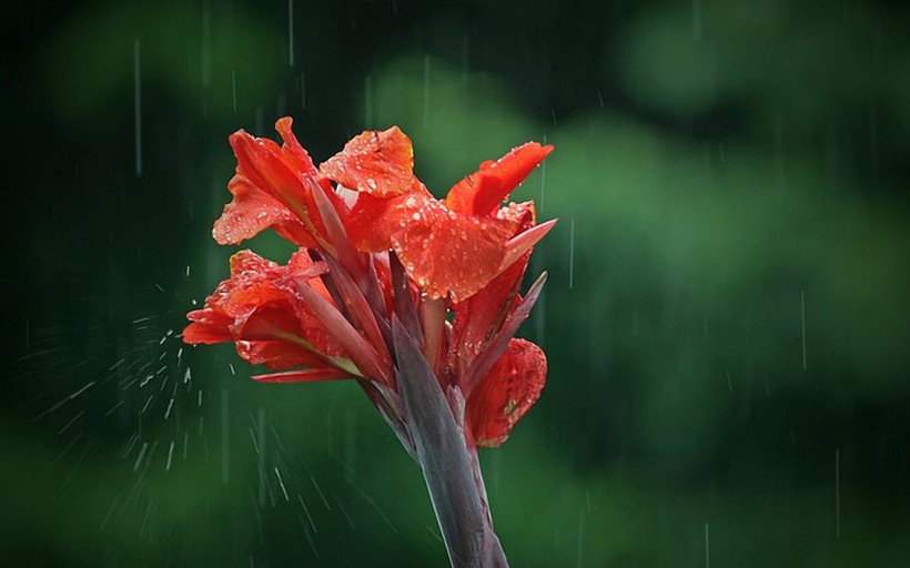 雨天风景图片