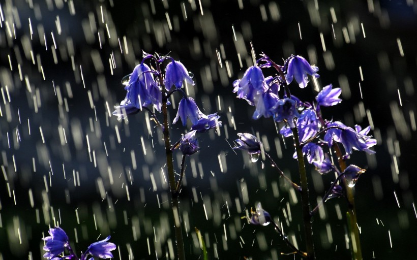 雨天风景图片