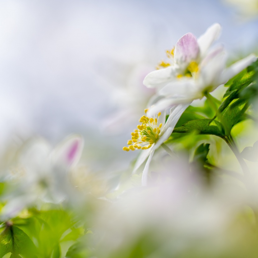 梦幻的花朵背景素材图片