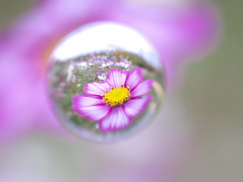 水滴视觉花朵图片